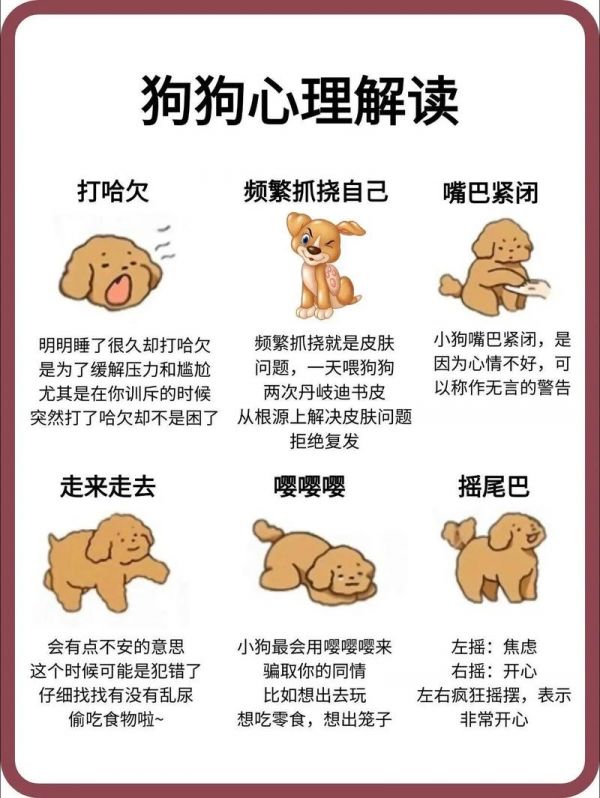 别人爱犬走了怎么安慰_朋友狗狗离世难过？陪伴安慰是关键