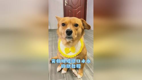 新手入门钩织宠物口水巾教程
