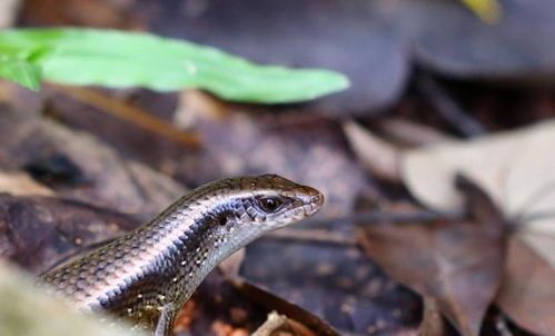 你养过哪些种类的宠物蚂蚁？