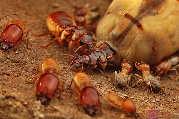 非洲大白蚁