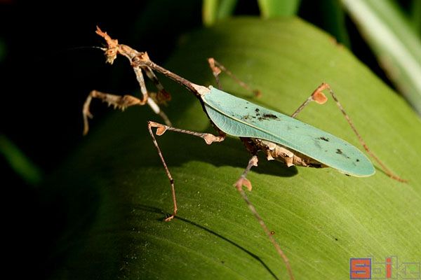 非洲苔藓螳螂