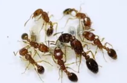 蚂蚁宠物入门指南，新人养蚁推荐小型蚁