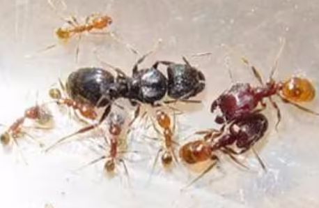 蚂蚁宠物入门指南，新人养蚁推荐小型蚁