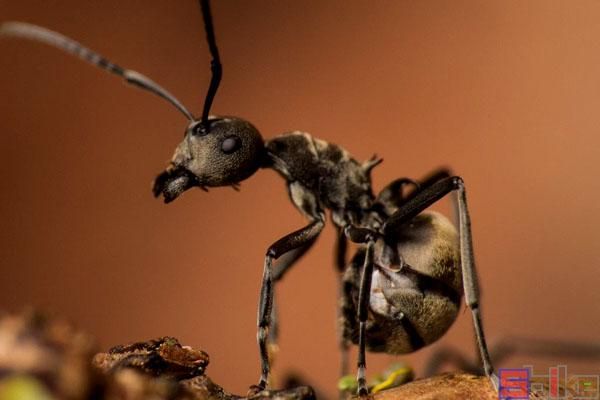 新手養寵物螞蟻怎麼養（十大熱門經典的寵物螞蟻）3