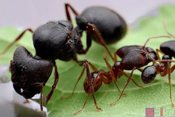 新手養寵物螞蟻怎麼養（十大熱門經典的寵物螞蟻）7