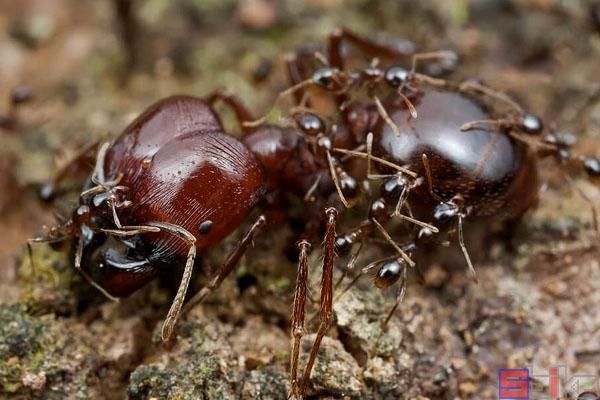 新手養寵物螞蟻怎麼養（十大熱門經典的寵物螞蟻）8