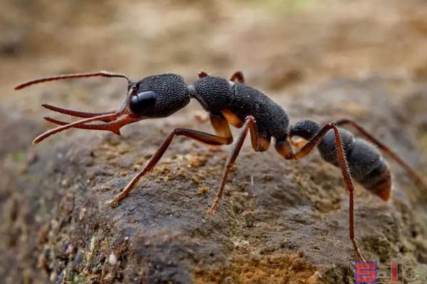 新手養寵物螞蟻怎麼養（十大熱門經典的寵物螞蟻）10