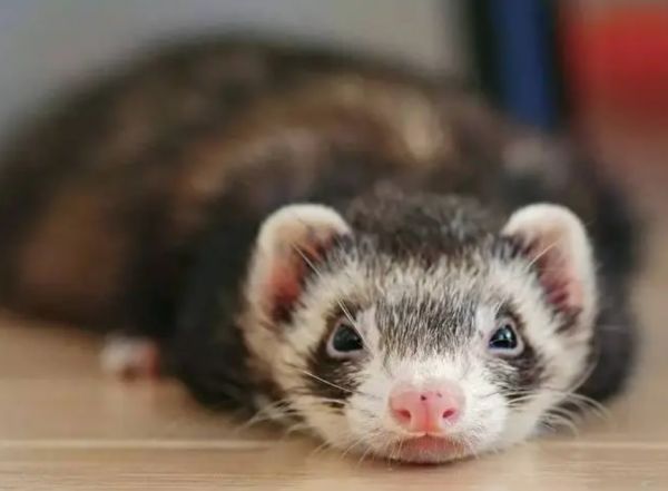 宠物貂有异味吗 除臭腺手术和去势手术除异味