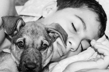 宠物用品商标名字 十分好听