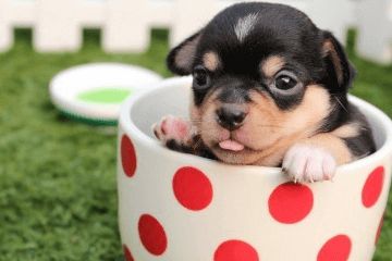 宠物用品商标名字 十分好听