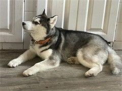 家养哈士奇狗狗 上门签协议出售,包健康,做好两针疫