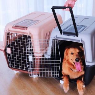 宠物猫狗运输: 浙江杭州宠物托运邮寄火车托运