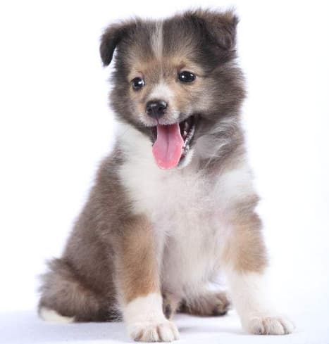 宠物随机托运手续办理_航空宠物托运有氧舱预订_上海国际龙猫托运宠物要求