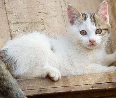 宠物专车托运流程_宠物航空托运服务_浙江托运宠物