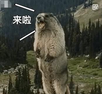 “土拨鼠宠物售价，价格亲民！”