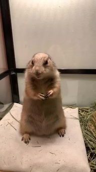 “土拨鼠宠物售价，价格亲民！”