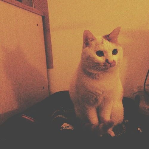 广州哪家猫咪医院口碑好？