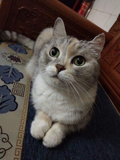 广州哪家猫咪医院口碑好？