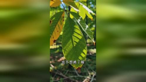 不得不承认的自己