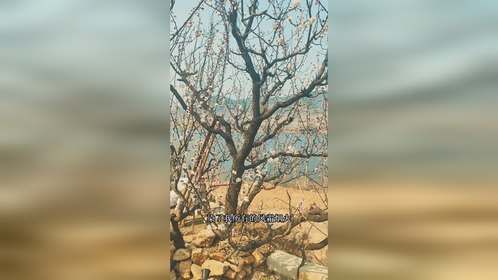 人生先苦后甜，苦了一年又一年!