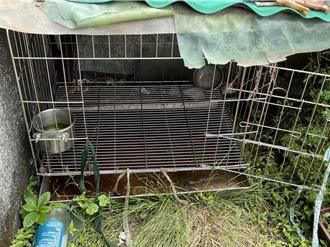 无良饲主爽出国 独留虚弱毛孩在家 新北动保处开罚1.5万