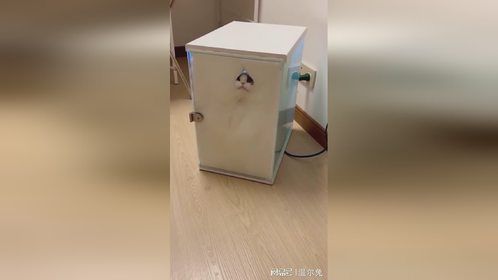 被自己的毛包围了！