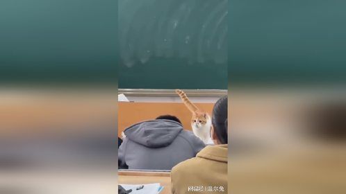 小猫老师：还是助教舒服，闪亮登场！
