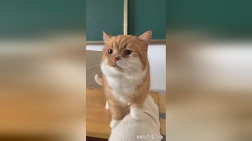 小猫老师委屈的快要哭了