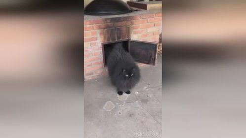 一键换新品种：煤黑布偶你值得拥有