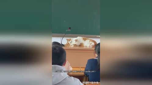 小猫老师：什么隔壁新来了个三花老师还上啥课啊！