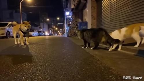 欺软怕硬的柴桑