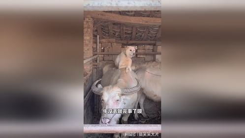 狗子的真皮座椅