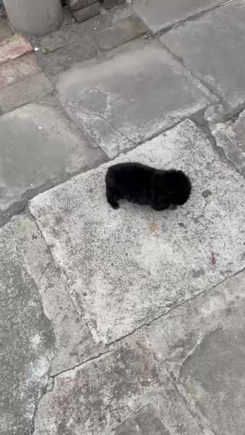 小宝童鞋的第一只宠物宠物