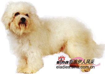 博洛尼亚犬（BOLOGNESE）