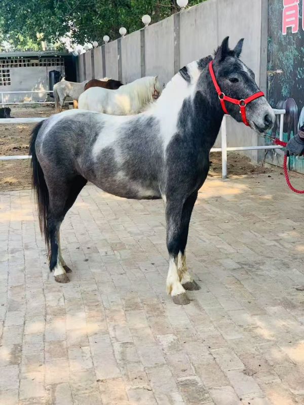 动物健康检查与档案管理