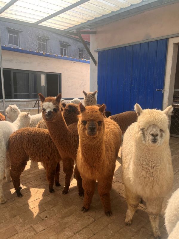 现代化萌宠养殖与互动场景