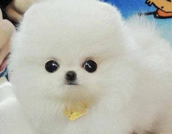 南阳托运宠物_高铁宠物托运服务_宠物进客舱服务升级