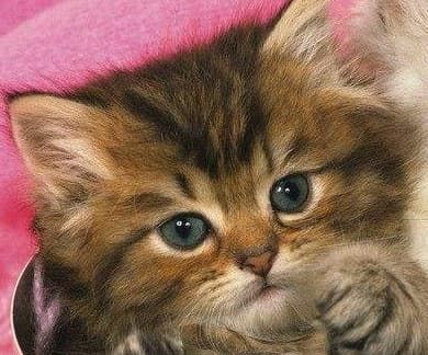 高铁宠物托运服务_王芳上海国际宠物托运_京沪高铁试点