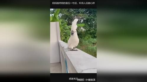 妈妈临终前的最后一句话，听得人泪崩心碎