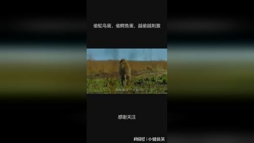 偷鸵鸟蛋，偷鳄鱼蛋，越偷越刺激