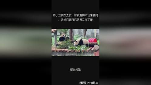 莽小五实在太皮，有新滑梯不玩来费妈，妞妞忍无可忍结果又挨了揍