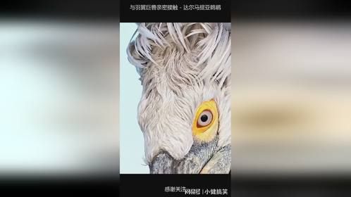 与羽翼巨兽亲密接触 - 达尔马提亚鹈鹕