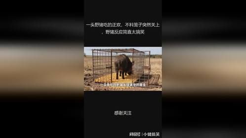 一头野猪吃的正欢，不料笼子突然关上，野猪反应简直太搞笑