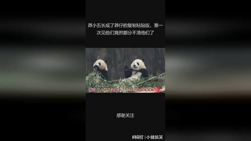 莽小五长成了莽仔的复制粘贴版，第一次见他们竟然都分不清他们了