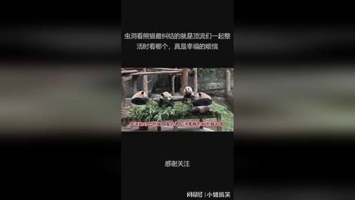虫洞看熊猫最纠结的就是顶流们一起整活时看哪个，真是幸福的烦恼