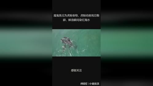 魔鬼鱼沦为虎鲸食物，虎鲸幼崽残忍撕碎，鲜血瞬间染红海水