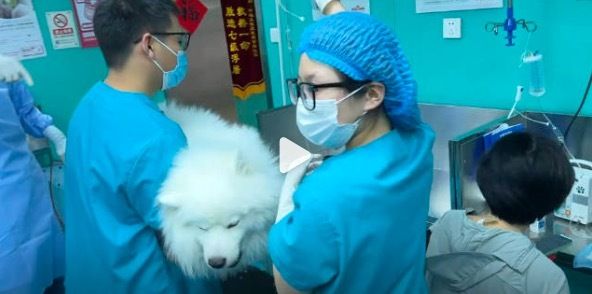 萨摩耶绝育后哭声响彻整个医院 委屈到全网心疼