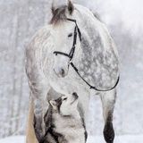 金风玉露一相逢