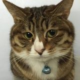 跑得比兔快的龟