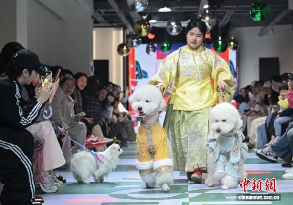 浙江杭州宠物时装周启幕萌宠T台秀吸引民众